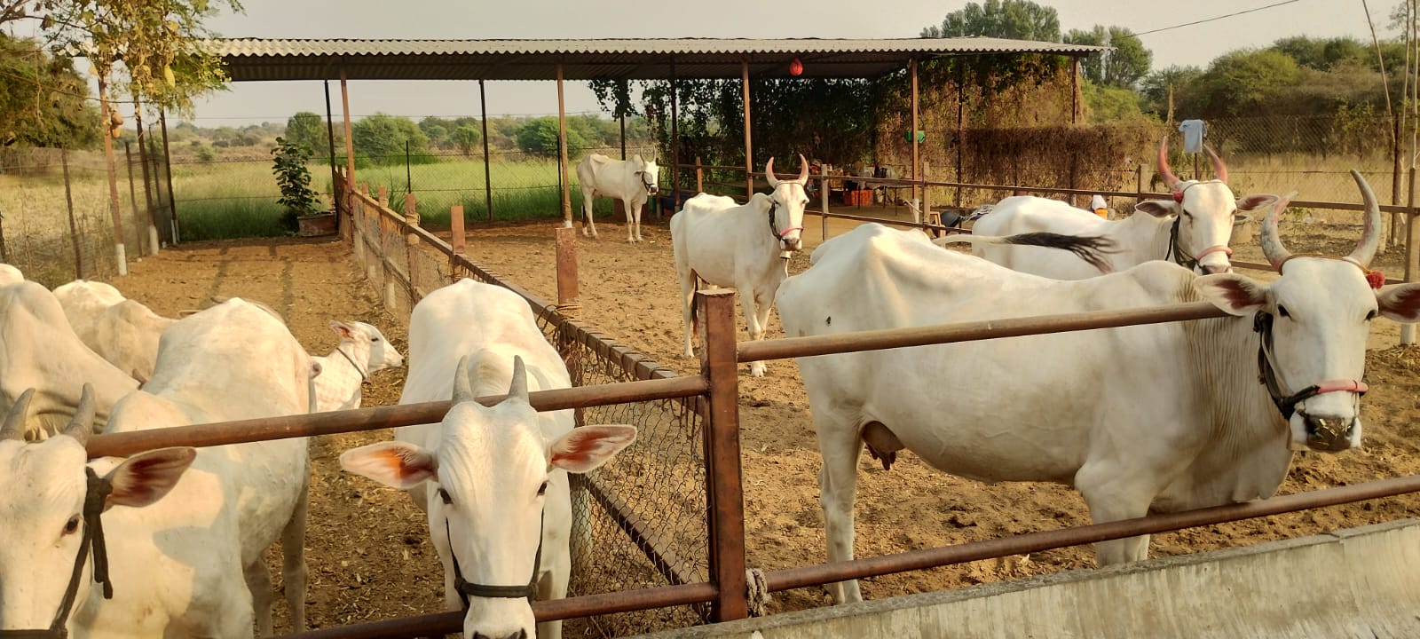 गावधन फार्म
